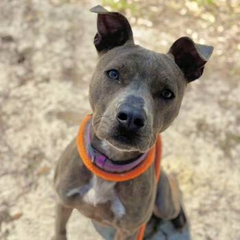 Rescue Mixed Breed Dogs for Adoption in Freeport, Florida - Lola | PetCurious