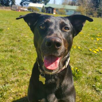 Black Labrador Retriever and Cattle Dog Dogs Available for Adoption in Sadler, Texas - Nellie | PetCurious