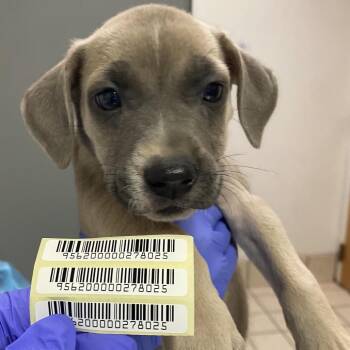 Clementine -  Mixed Breed Dog for Adoption in Charleston, West Virginia - Clementine | PetCurious