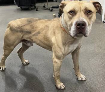 PHILLY -  Pit Bull Terrier Dog Available for Adoption - PHILLY | PetCurious