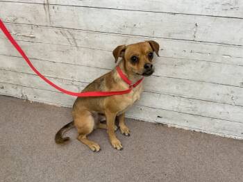 Rescue Chihuahua Dogs for Adoption in San Bernardino, California - JIMBO | PetCurious