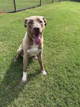 KIPPIE -  Anatolian Shepherd and Mixed Breed Dog for Adoption in Grovetown, Georgia - KIPPIE | PetCurious