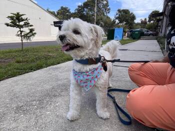 Winky FH -  Maltese and Bichon Frise Dog for Adoption in Sanford, Florida - Winky FH | PetCurious