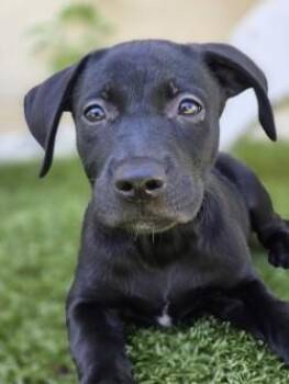 Skittles -  Mixed Breed Dog for Adoption in Savannah, Georgia - Skittles | PetCurious