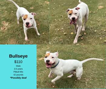 Rescue Pit Bull Terrier Dogs for Adoption in Decatur, Alabama - Bullseye | PetCurious