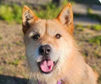 Brad -  Jindo and Terrier Dog for Adoption in San Ramon, California - Brad | PetCurious
