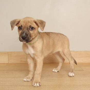 Pink Lady D71155 -  Pit Bull Terrier and Shepherd Dog for Adoption in Minnetonka, Minnesota - Pink Lady D71155 | PetCurious