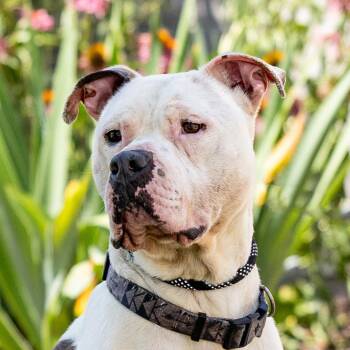 Steeler -  Pit Bull Terrier Dog for Adoption in Council Bluffs, Iowa - Steeler | PetCurious