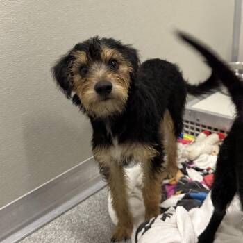 Aioli -  Mixed Breed Dog for Adoption in Oak Brook, Illinois - Aioli | PetCurious