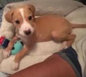Porter -  Pit Bull Terrier and Mixed Breed Dog for Adoption in Kansas City, Missouri - Porter | PetCurious