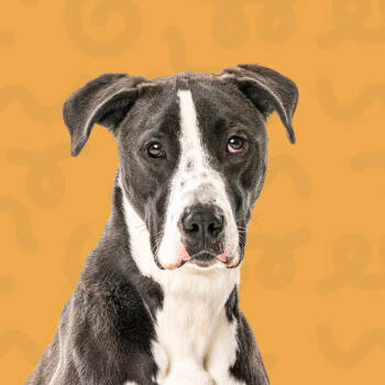 Rescue Terrier and Mixed Breed Dogs for Adoption in Reno, Nevada - Simba | PetCurious