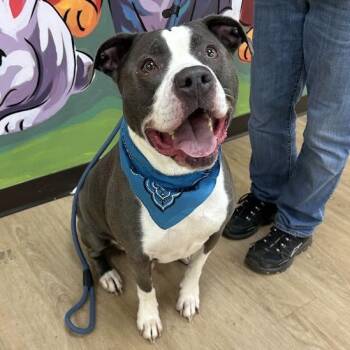 Adirondack -  Pit Bull Terrier Dog for Adoption in Lyndhurst, Virginia - Adirondack | PetCurious