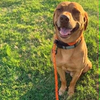 CARWASH BUDDY LIVES AT THE CARWASH -  Labrador Retriever and Vizsla Dog for Adoption in Kaufman, Texas - CARWASH BUDDY LIVES AT THE CARWASH | PetCurious
