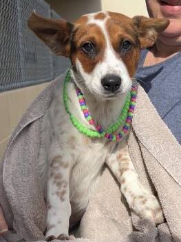 Australian Cattle Dog Blue Heeler Dogs Available for Adoption in Mckinney, Texas - Maui | PetCurious