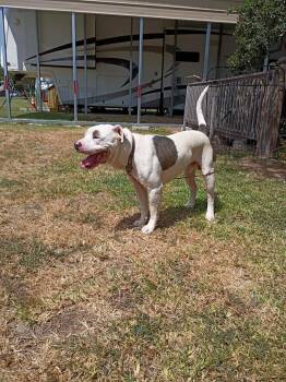 Floki -  American Staffordshire Terrier and Mixed Breed Dog for Adoption in Rockport, Texas - Floki | PetCurious