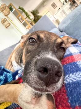 Amora -  Retriever Dog for Adoption in Valley Stream, New York - Amora | PetCurious