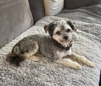 Teddy -  Terrier Dog for Adoption in Arlington, Texas - Teddy | PetCurious