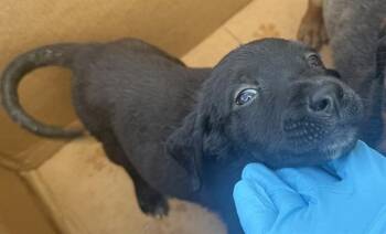 Labrador Retriever Dogs Available for Adoption in San Antonio, Texas - SAZON | PetCurious