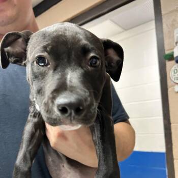 Tinky Winky -  Pit Bull Terrier Dog for Adoption in Newport, North Carolina - Tinky Winky | PetCurious