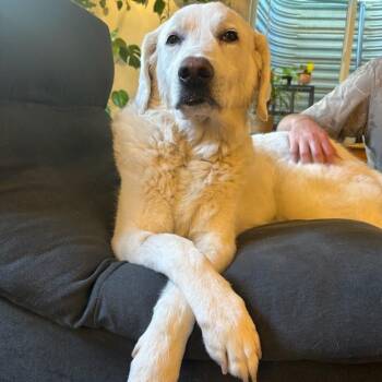 Dani -  Great Pyrenees and Mixed Breed Dog for Adoption in Murray, Utah - Dani | PetCurious