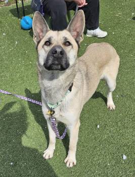 German Shepherd Dog Dogs Available for Adoption - Shandy | PetCurious