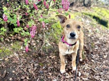 Terrier Dogs Available for Adoption - Cavatappi | PetCurious