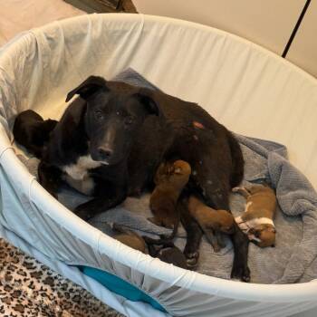 Rescue Mixed Breed Dogs for Adoption in Flagstaff, Arizona - Ms. Frizzle - Loving Mom Now Looking For Furever Home! | PetCurious