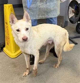 German Shepherd Dog Dogs Available for Adoption - ANGEL | PetCurious