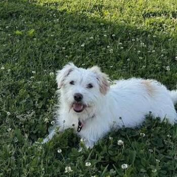 Birdie -  Terrier and Mixed Breed Dog for Adoption in Alma, Wisconsin - Birdie | PetCurious