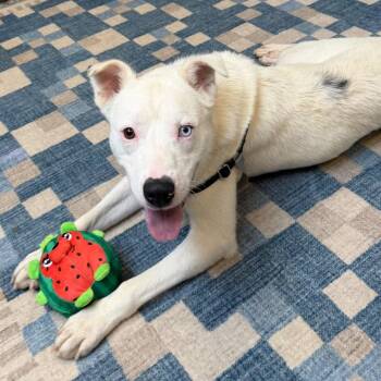 Blizzard -  Mixed Breed Dog for Adoption in Falls Church, Virginia - Blizzard | PetCurious