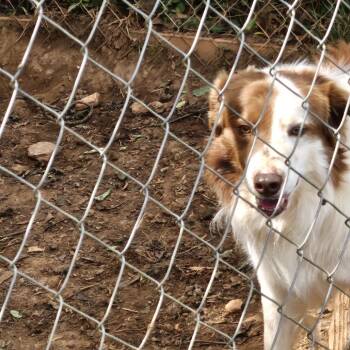Border Collie Dogs Available for Adoption in Roanoke, Virginia - Bandit | PetCurious