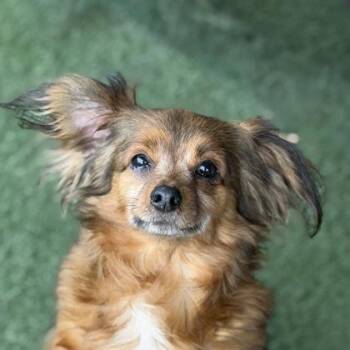 Dachshund and Pomeranian Dogs Available for Adoption - Sadie | PetCurious