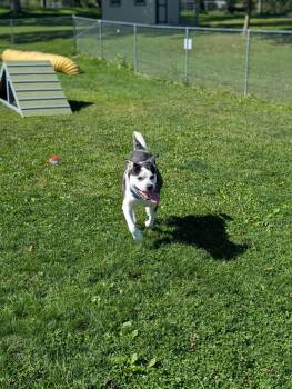 Bruce -  Husky Dog for Adoption in Chambersburg, Pennsylvania - Bruce | PetCurious