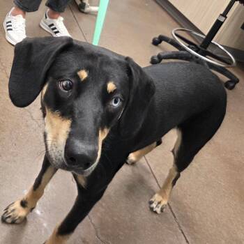 Arlo -  Black Labrador Retriever and Mixed Breed Dog for Adoption in Chattanooga, Tennessee - Arlo | PetCurious