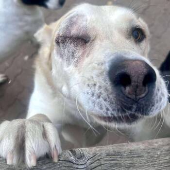 Rescue Husky Dogs for Adoption in Edmonton, Alberta - Jacks | PetCurious