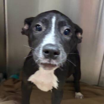 Carmen -  Labrador Retriever and Mixed Breed Dog for Adoption in West Point, Mississippi - Carmen | PetCurious