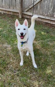 Rescue Husky and German Shepherd Dog Dogs for Adoption in San Antonio, Texas - Blancita | PetCurious
