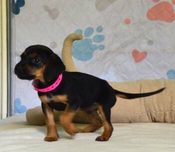 Betsy -  Boykin Spaniel Dog for Adoption in Willingboro, New Jersey - Betsy | PetCurious