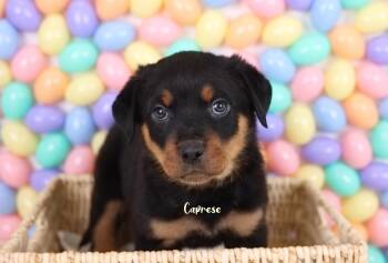 Rottweiler Dogs Available for Adoption - Caprese | PetCurious