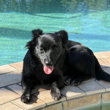Rescue Spaniel Dogs for Adoption in Tustin, California - Roxy Needs Urgent Urgent Foster Or Forever Home Immediately | PetCurious