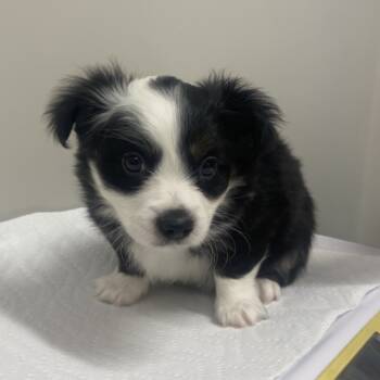 Rescue Chihuahua and Terrier Dogs for Adoption in Chattanooga, Tennessee - Wubba | PetCurious