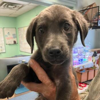 Weimaraner Dogs Available for Adoption in Madill, Oklahoma - Silver | PetCurious