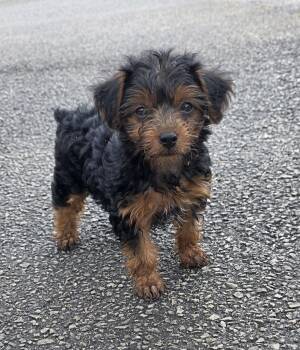 Princess  -  Yorkshire Terrier Dog for Sale in Versailles, Indiana - Princess  | PetCurious
