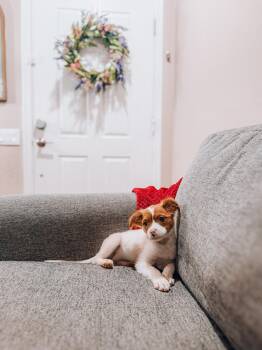 Karen -  Chihuahua Dog for Adoption in Goodyear, Arizona - Karen | PetCurious