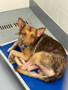 A383424 -  German Shepherd Dog Dog for Adoption in Ocala, Florida - A383424 | PetCurious