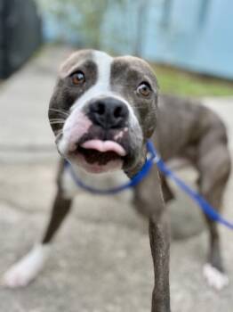 Pit Bull Terrier and Mixed Breed Dogs Available for Adoption in New Orleans, Louisiana - Howlie (New Leash On Life) | PetCurious