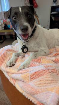 Rescue Jack Russell Terrier and Terrier Dogs for Adoption in Forest Falls, California - Sargent | PetCurious