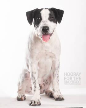 Rescue Pointer and Labrador Retriever Dogs for Adoption in Richardson, Texas - 25-058 Indie | PetCurious