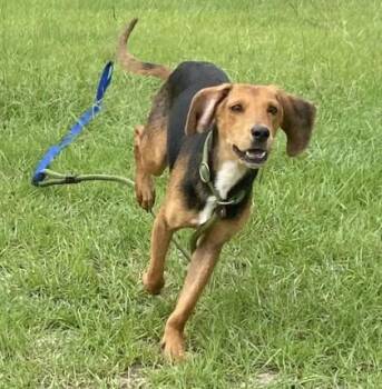 Grass Hopper -  Hound and Mixed Breed Dog for Adoption in Conway, South Carolina - Grass Hopper | PetCurious
