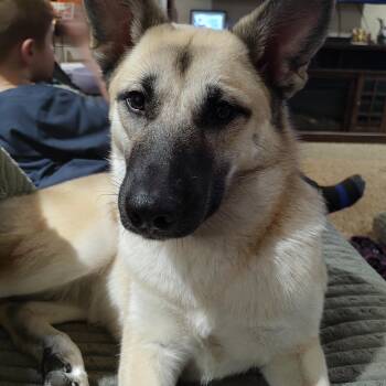 Zoey Acai -  Shepherd Dog for Adoption in Sumter, South Carolina - Zoey Acai | PetCurious